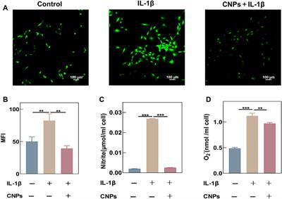 Cerium oxide nanoparticles protect against chondrocytes and cartilage explants from oxidative stress via Nrf2/HO-1 pathway in temporomandibular joint osteoarthritis